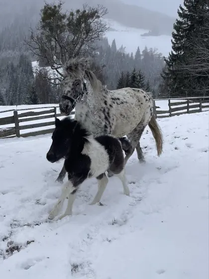 Shetlandpony-Fohlen Fridolin