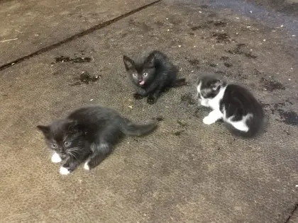 Österreichische kurzhaarige Katzen