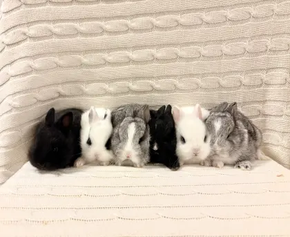 Zwergkaninchen-Babys, Farbenzwerge, Minilop