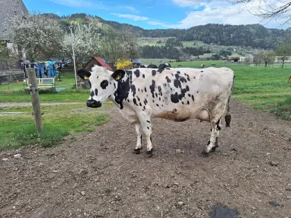 Bio-Kuh
