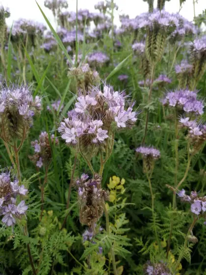 Phacelia, Rotklee, Ölrettich Bio, Sommerkörnererbsen