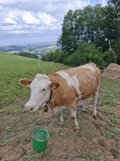 Kalbin Bio ZZU trächtig