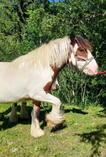 Irish Tinker Stutfohlen, 1 Jahr alt