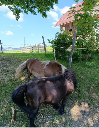 Pony Mini-Shettys