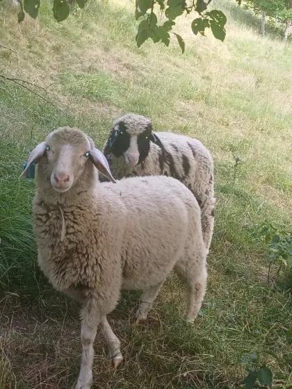 Lamm