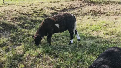 Merino Dorper Widder