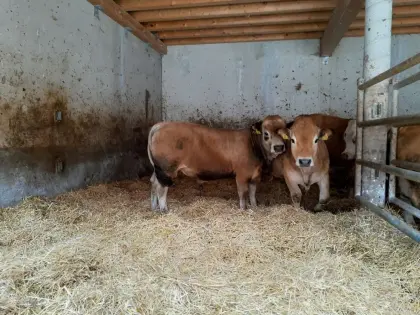 Reinrassiger Aubrac-Stier