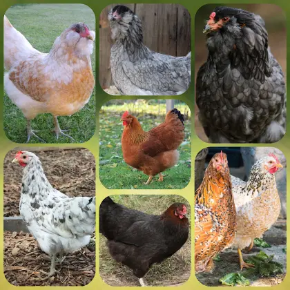 Bruteier Ameraucana, Araucana, Silverudd, Blumenhuhn, blau, grün