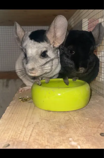 2 männliche Chinchillas