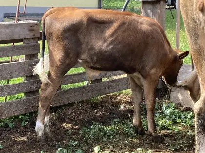Verkaufe Stierkalb
