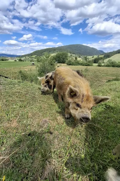 Kune Kune