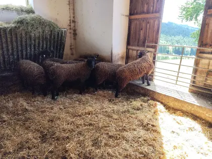 Jura-Zuchtschafe