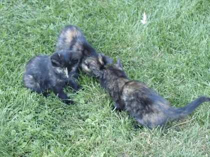 Babykatzen vom Bauernhof