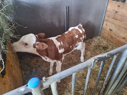 Bio Fleckviehstierkalb