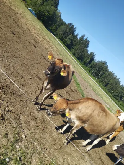 Verkaufe zwei Jersey-Kalbinnen