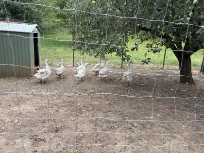 8 Stk. ausgewachsene Gänse