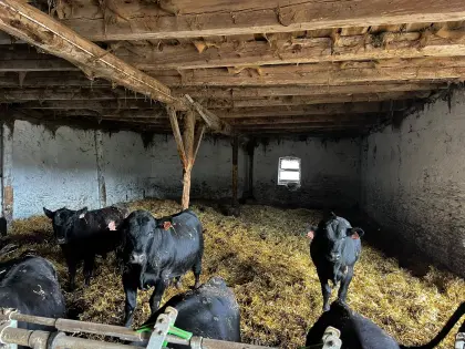 Einsteller Angus Bio