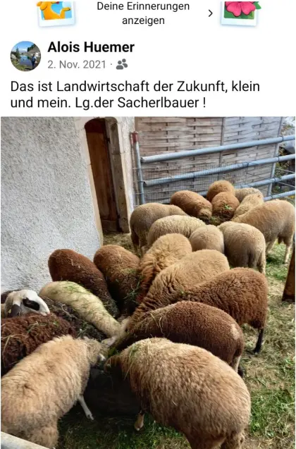 Schaflämmer nur weiblich zur Weiterzucht gesucht