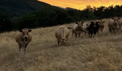 4 trächtige Bio-Aubrac-Kühe zu verkaufen