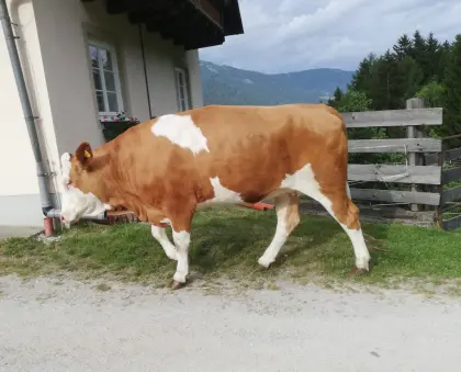 Verkaufe trächtige FV-Kalbin