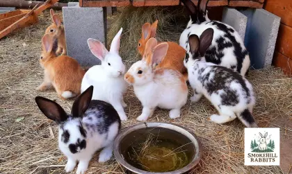 Riesenscheck-Mix-Kaninchen
