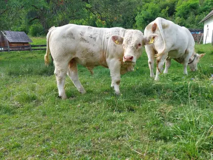 Charolais-Jungstier