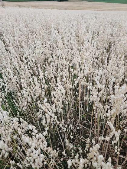 Bio-Sommerhafer