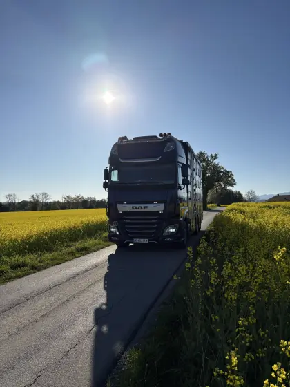 Biete Ferkeltransporte
