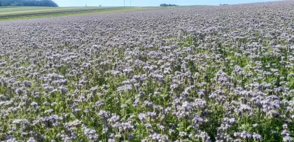 Phacelia