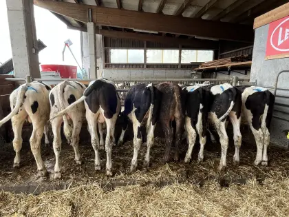 Holstein Maststiere zu verkaufen