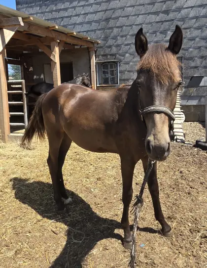Prämierter Reitponyjährling