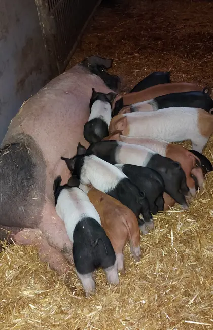 SH-Duroc Ferkel zu verkaufen