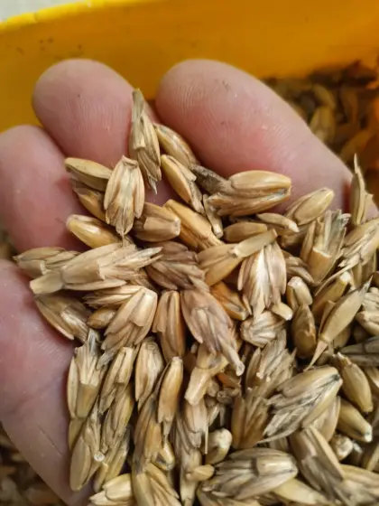 Bio-Dinkel Ebners Rotkorn