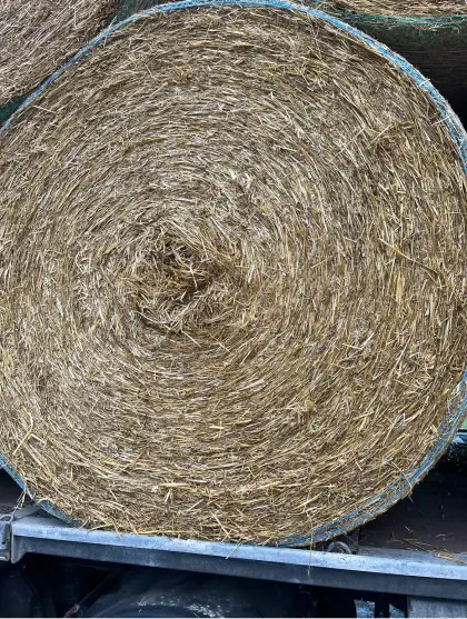 Suche Siloballen, Heusilage, Lucernesilage