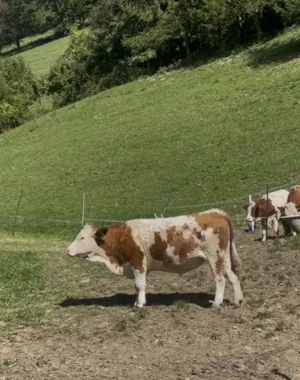 Bio ZZU Heumilchkuh