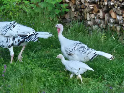 Cröllwitzer Putenküken