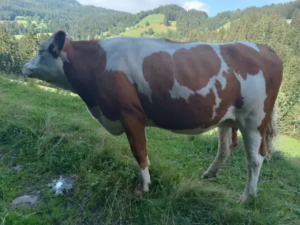 Bio FV Kalbinnen zu verkaufen