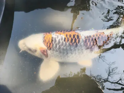 Koi wegen Teichauflösung abzugeben