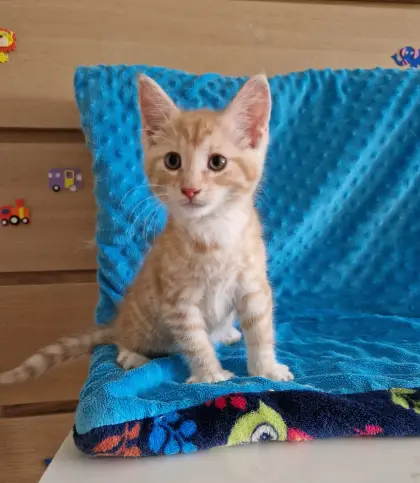 Babykatze zu verschenken