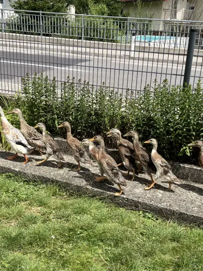 Junge Laufenten zu verschenken