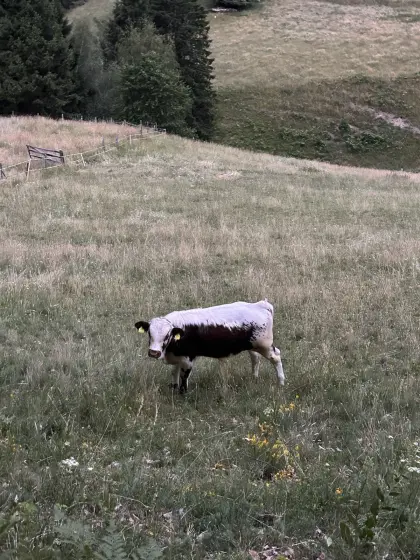 Pustertaler Sprinzen Stierkalb