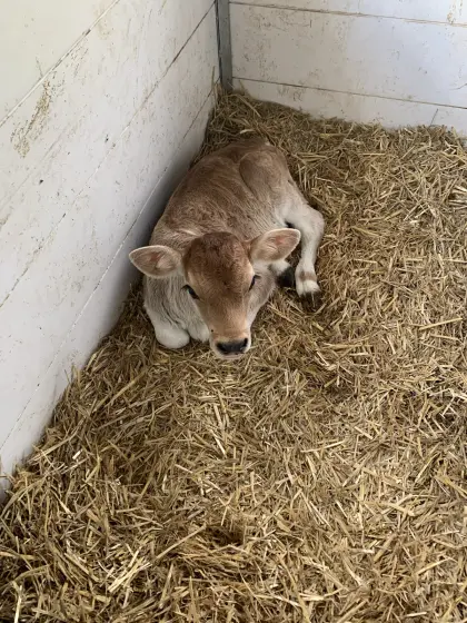 Weibliches Kalb zu verkaufen