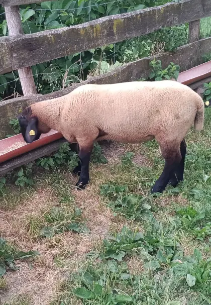 Suffolk-Widder, reinrassig, Herdbuchzucht