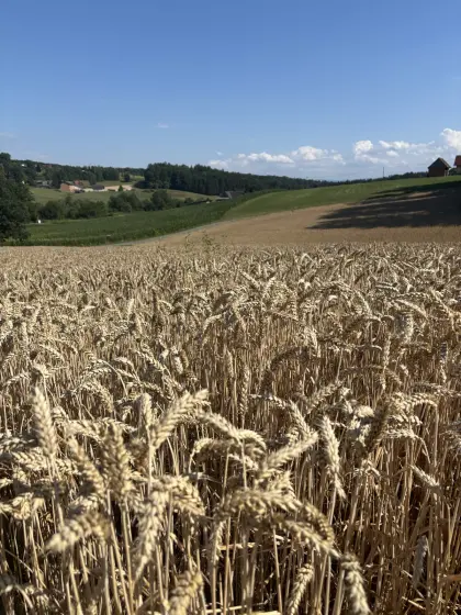 Winterweizen LG Mondial, Ernte 2026, ab Feld