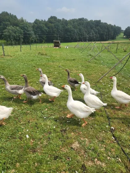 Österreichische Landgänse 2025 und Weidegänse