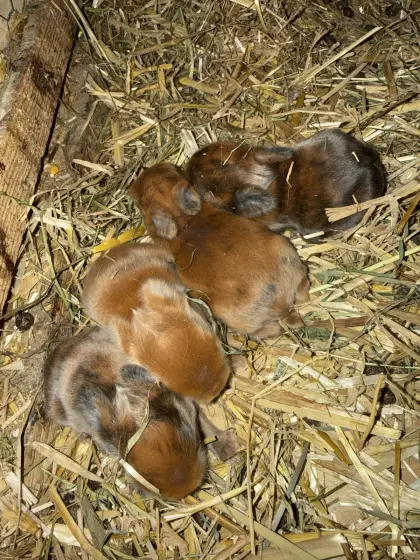 Kaninchenbabys