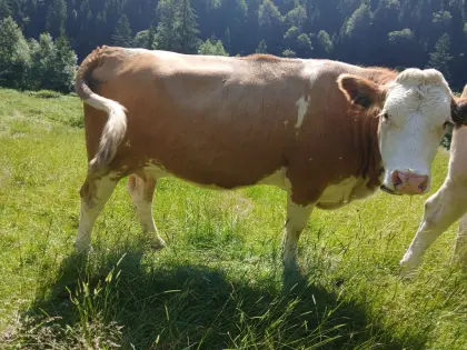Verkaufe trächtige FV Kalbin s. k. 18.09
