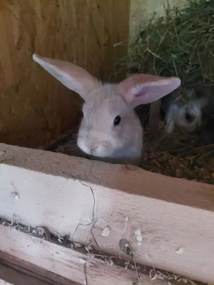 Süße Zwergkaninchen