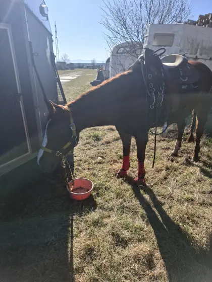 Quarter Horse Stute