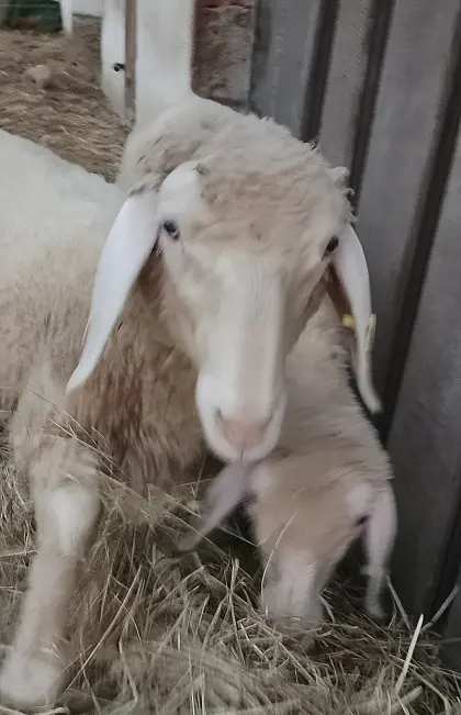 Bergschaf-Widder